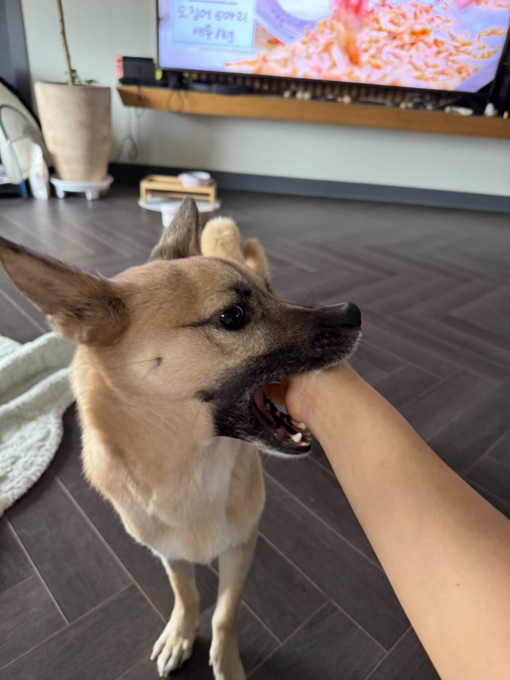 인간을 많이 봐주고 있다는게 보이는 개 사진 | 인스티즈