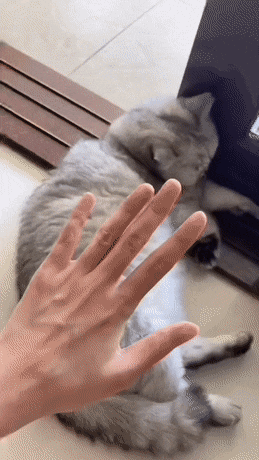 고양이 솜방망이 gif | 인스티즈