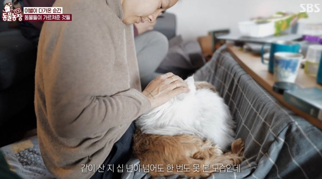 이효리 반려견 순심이가 죽기 전 다른 동물들이 보인 반응 | 인스티즈