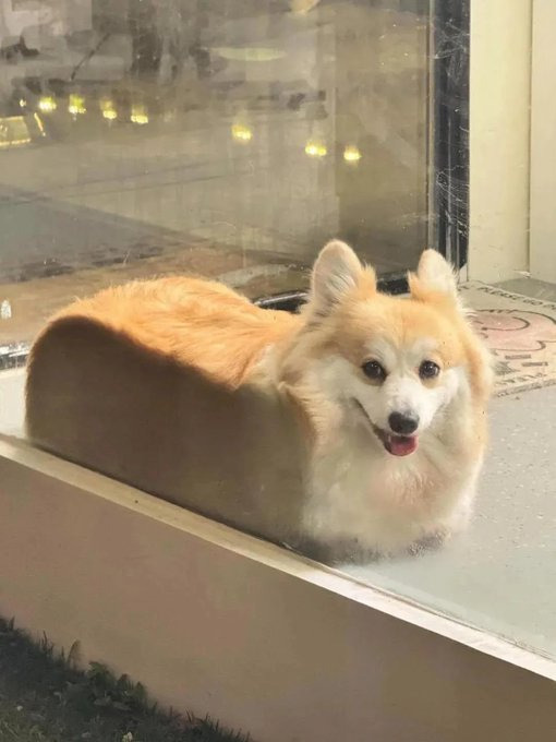 고양이 액체설 만큼 지지받는 유력한 가설 | 인스티즈