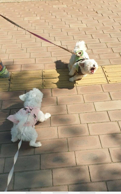 프랑스인 와이프가 이해못하겠는 한국 문화우리 강아지 산책하다가 싸움났는데 솔직히 누가 이긴거같아?....jpg | 인스티즈