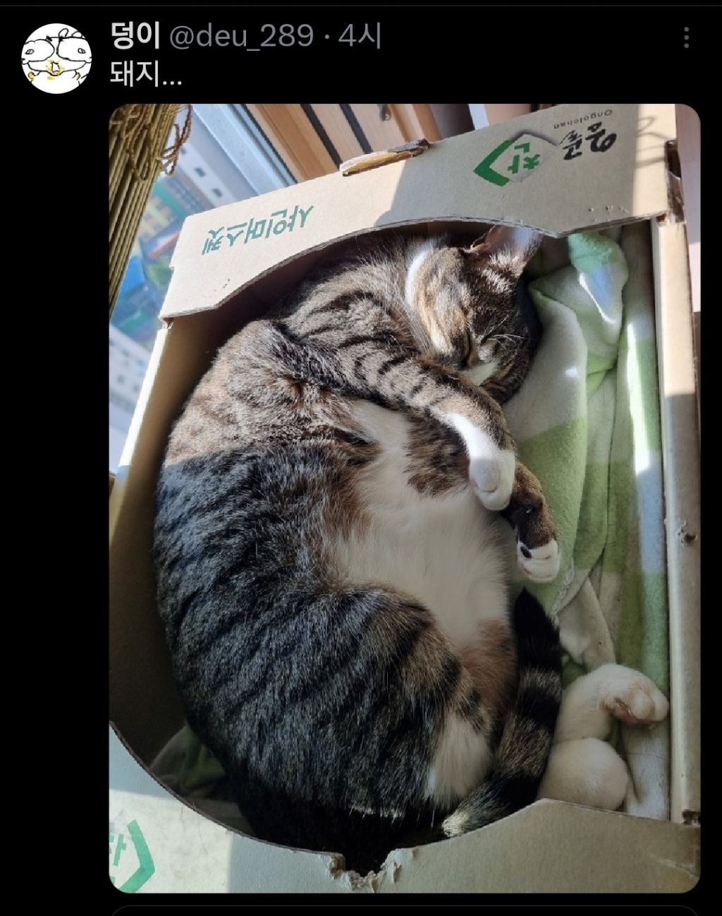 고양이는 원래 마른 종이 맞는데 인간들이랑 같이 살면서 | 인스티즈