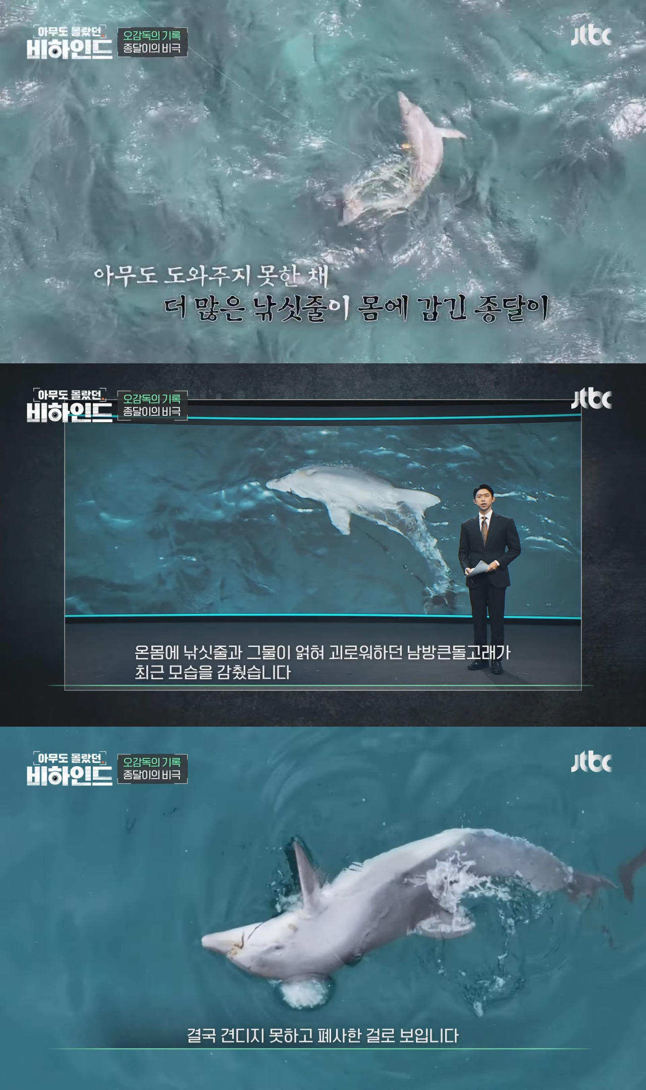 인간이 버린 쓰레기에 걸려 고통 받는 돌고래들을 따라다니는 돌고래 아빠 | 인스티즈