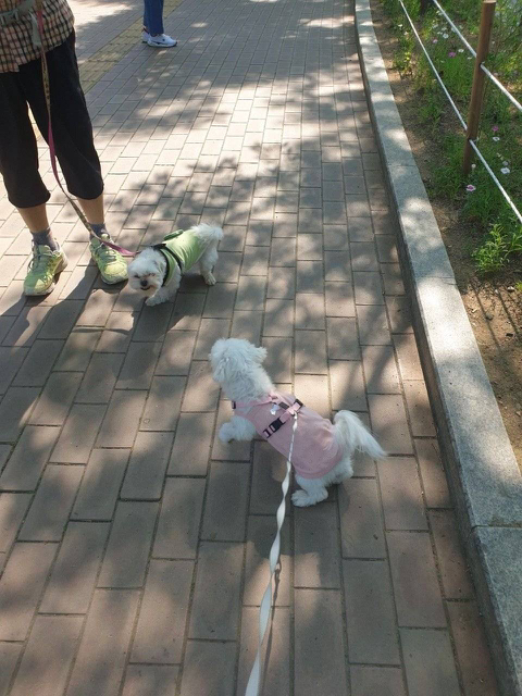 프랑스인 와이프가 이해못하겠는 한국 문화우리 강아지 산책하다가 싸움났는데 솔직히 누가 이긴거같아?....jpg | 인스티즈