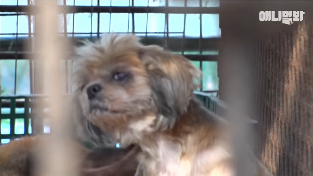 개농장에 품종견들이 많은 이유 | 인스티즈