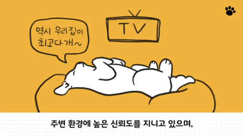 강아지 수면 자세 이유 | 인스티즈