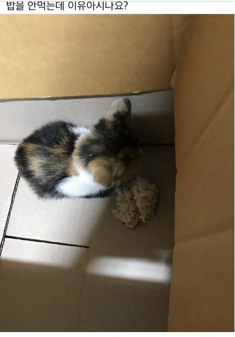 고양이가 밥을 안먹어요; | 인스티즈