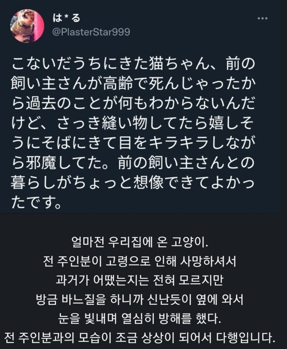 주인이 사망해서 맡게 된 고양이.jpg | 인스티즈