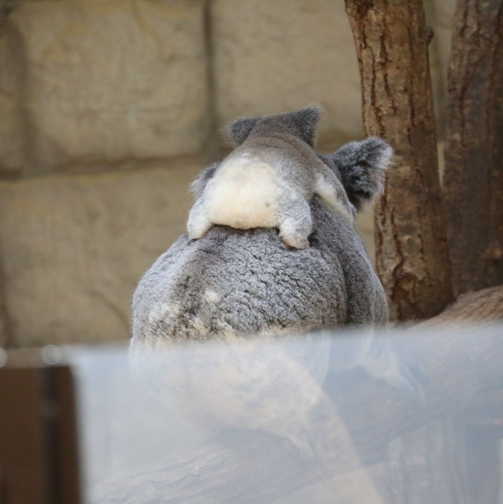 당신은 아기 코알라의 엉덩이를 본 적이 있습니까? | 인스티즈