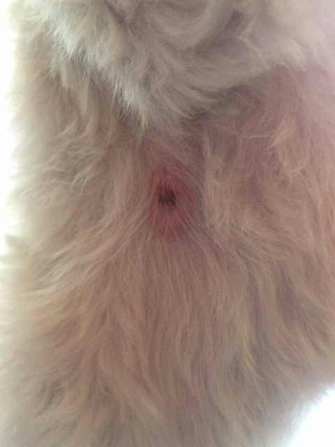 강아지한테 비비탄총 쏴서 싸대기맞은 초딩 | 인스티즈