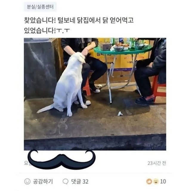 실종된 강아지가 있던 곳 | 인스티즈