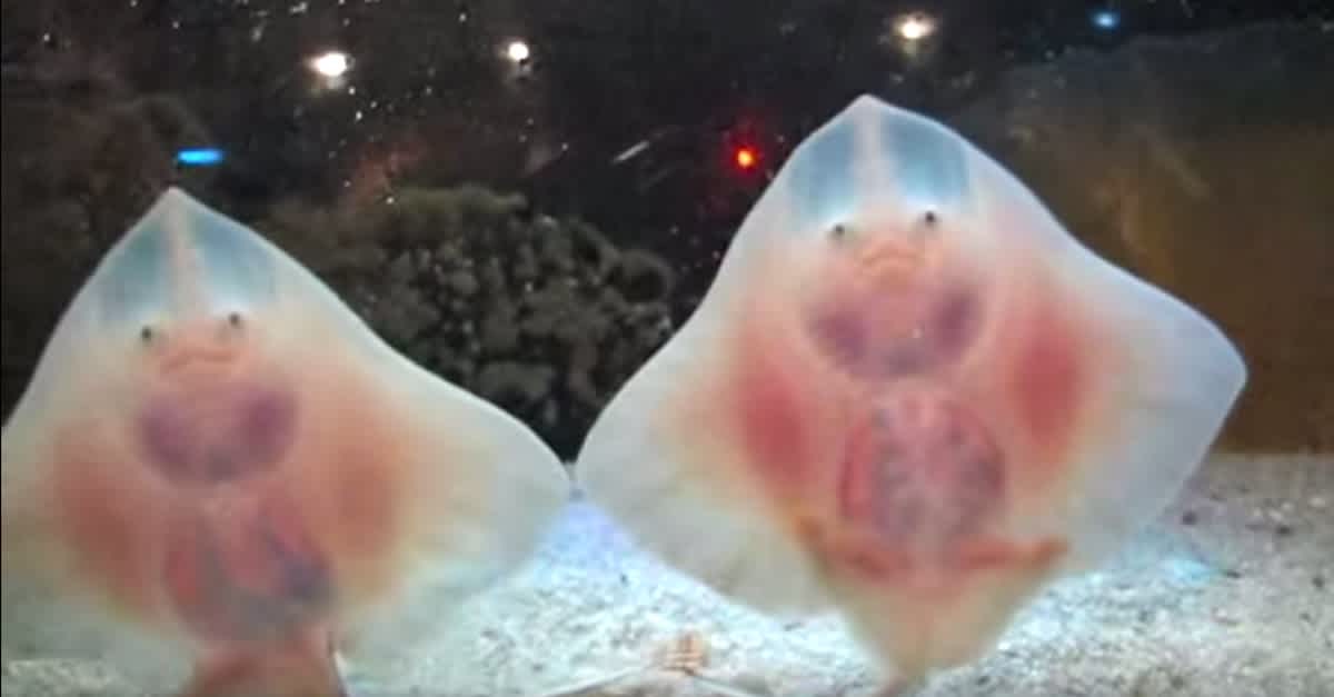 아기 가오리 | 인스티즈