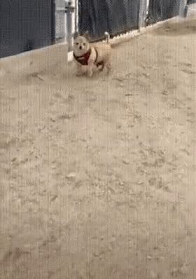 처음 보는 멍멍이를 만질때 꿀팁 | 인스티즈