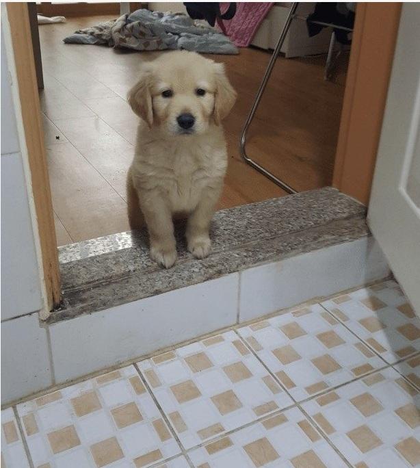 화장실까지 따라오는 댕댕이들 | 인스티즈