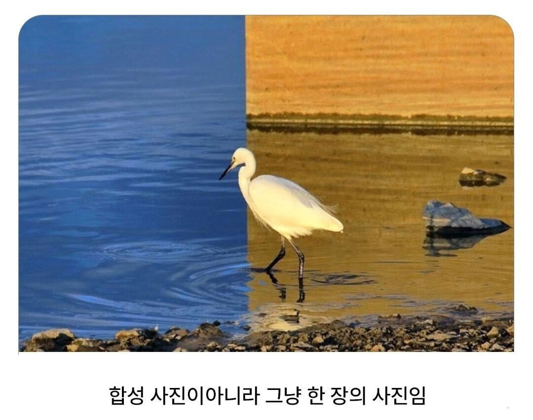 의외로 합성이 아니라는 사진 | 인스티즈