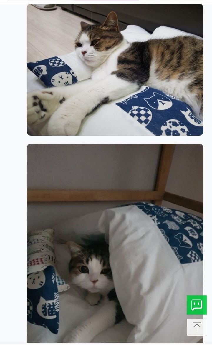 짱 귀여운 고양이 이불구매 후기 | 인스티즈