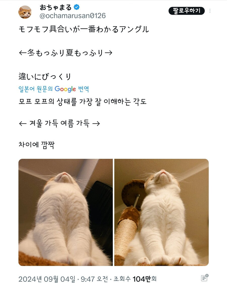 고양이의 계절별 털찜 차이 .jpg | 인스티즈