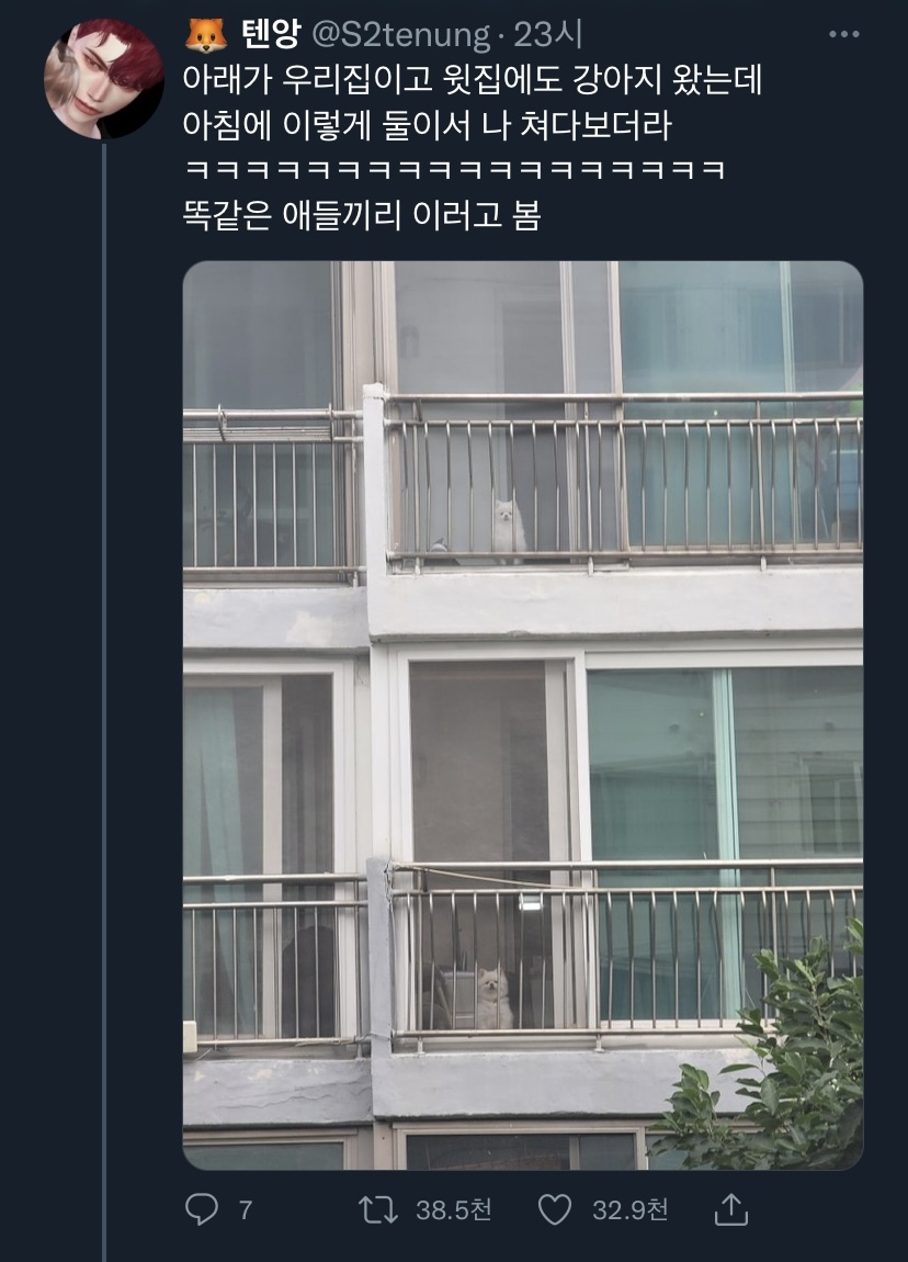 윗집 아랫집 강아지들의 아침일과.twt | 인스티즈