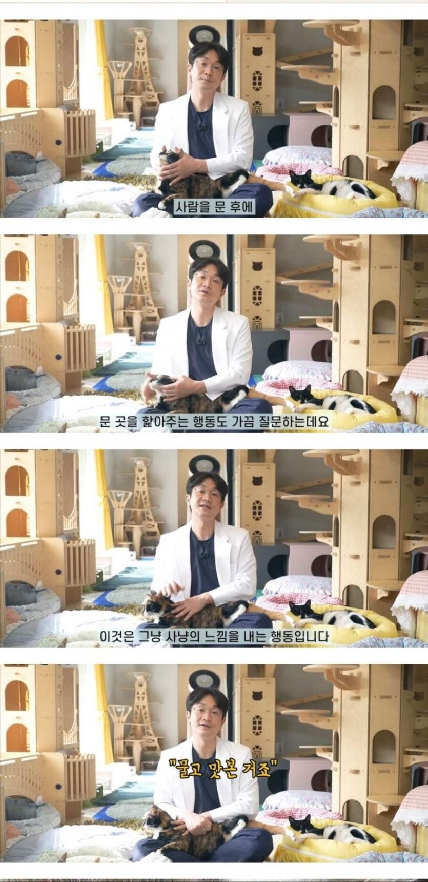 고양이가 사람 물고나서 햝아주는 이유 | 인스티즈