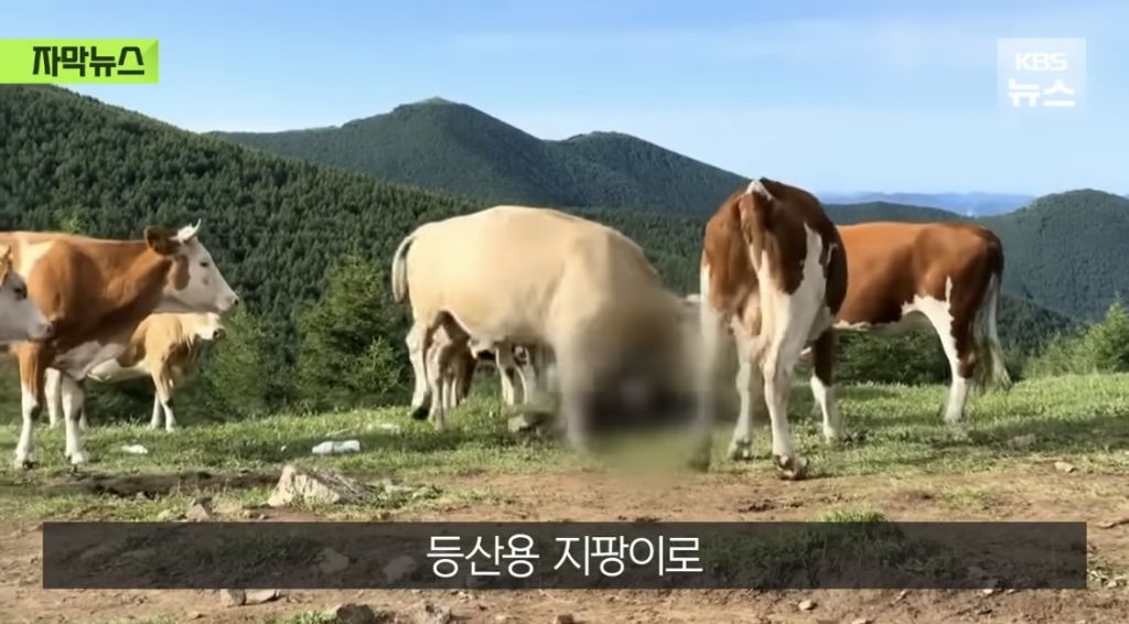 소들에게 짓밟혀 갈비뼈가 부러진 중국인 | 인스티즈