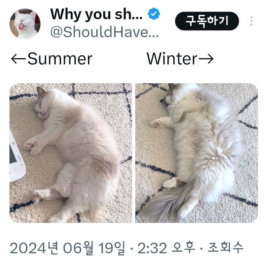 고양이의 계절별 털찜 차이 .jpg | 인스티즈