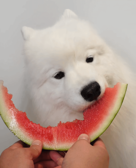 수박 아껴먹는 댕댕이.gif | 인스티즈