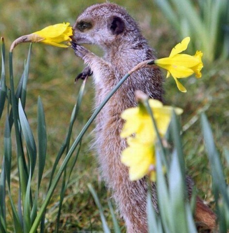 꽃향기를 맡는 동물들.jpg | 인스티즈