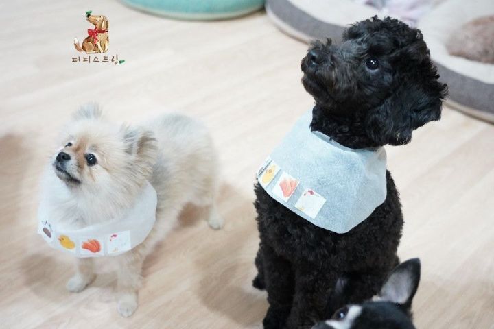 강아지 유치원의 수학여행 | 인스티즈