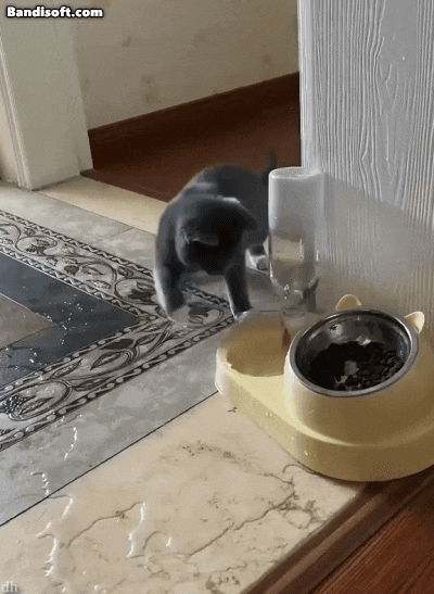고양이 키우고 싶어지는 움짤쓰.gif | 인스티즈