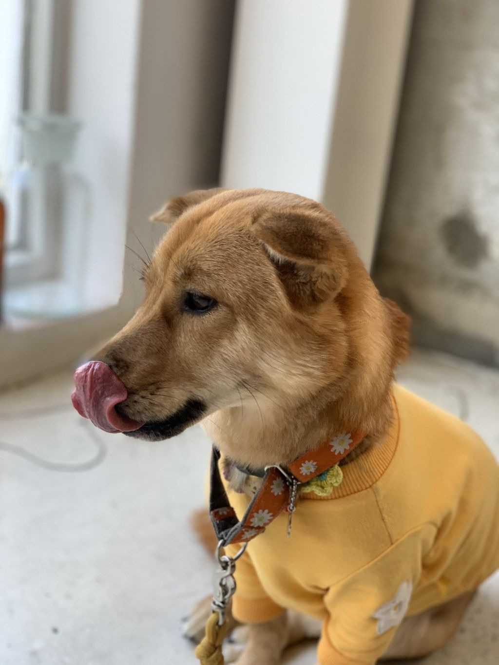 강아지인턴 포함 전직원 회식으로 식당에 갔는데 대표님이 자꾸 옆으로 와서 불편한 강아지 인턴 | 인스티즈