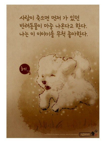 사람이 죽으면 먼저 가 있던 강아지가 마중 나온다고 한다 | 인스티즈