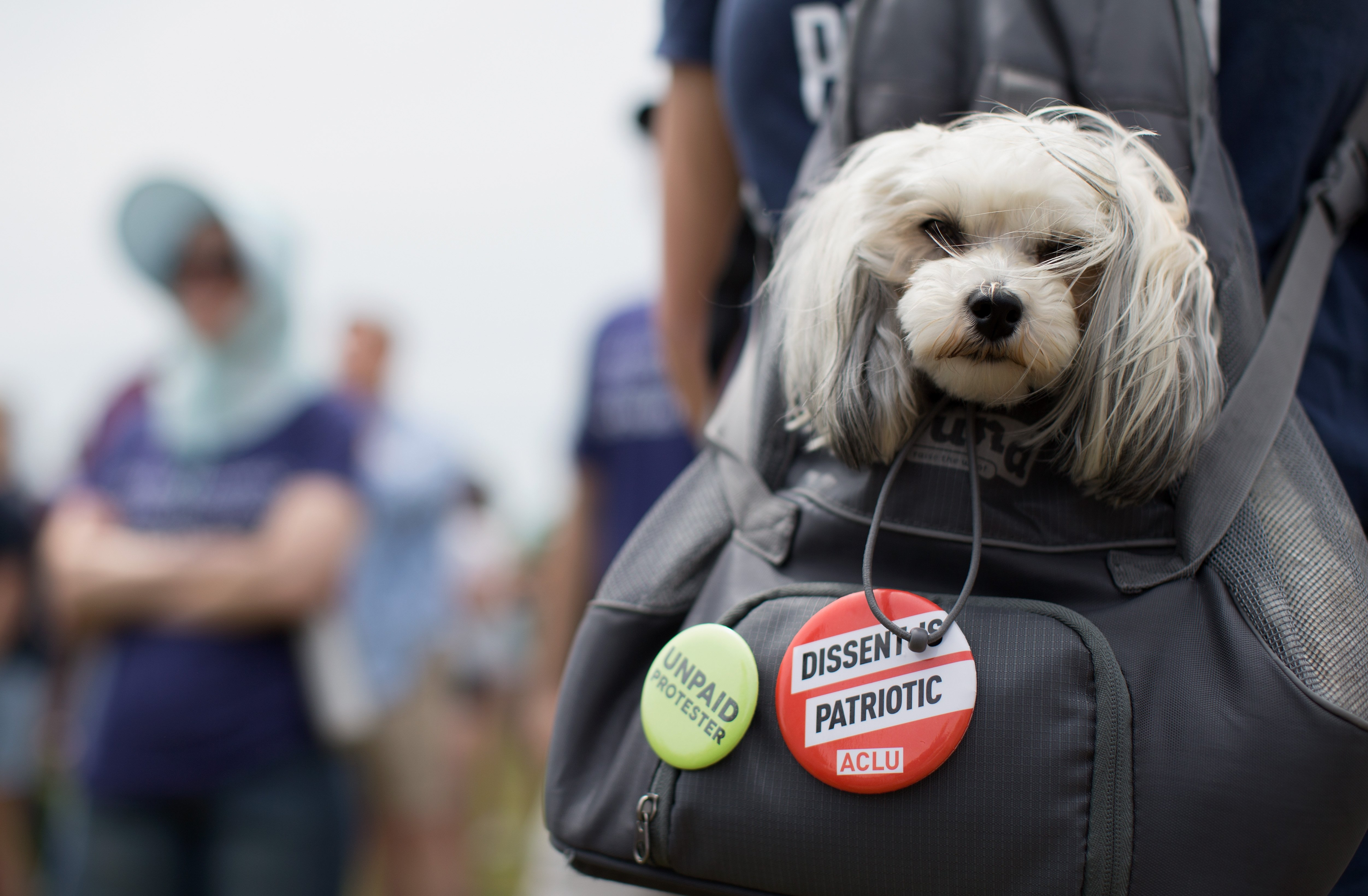 뉴욕에 사는 댕댕이들이 지하철 타는 법 | 인스티즈