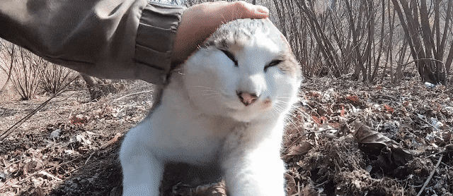 [hahaha] 냥이들 중에서 유독 봑봑봑 쓰다듬 당하는 냥이..jpgif | 인스티즈