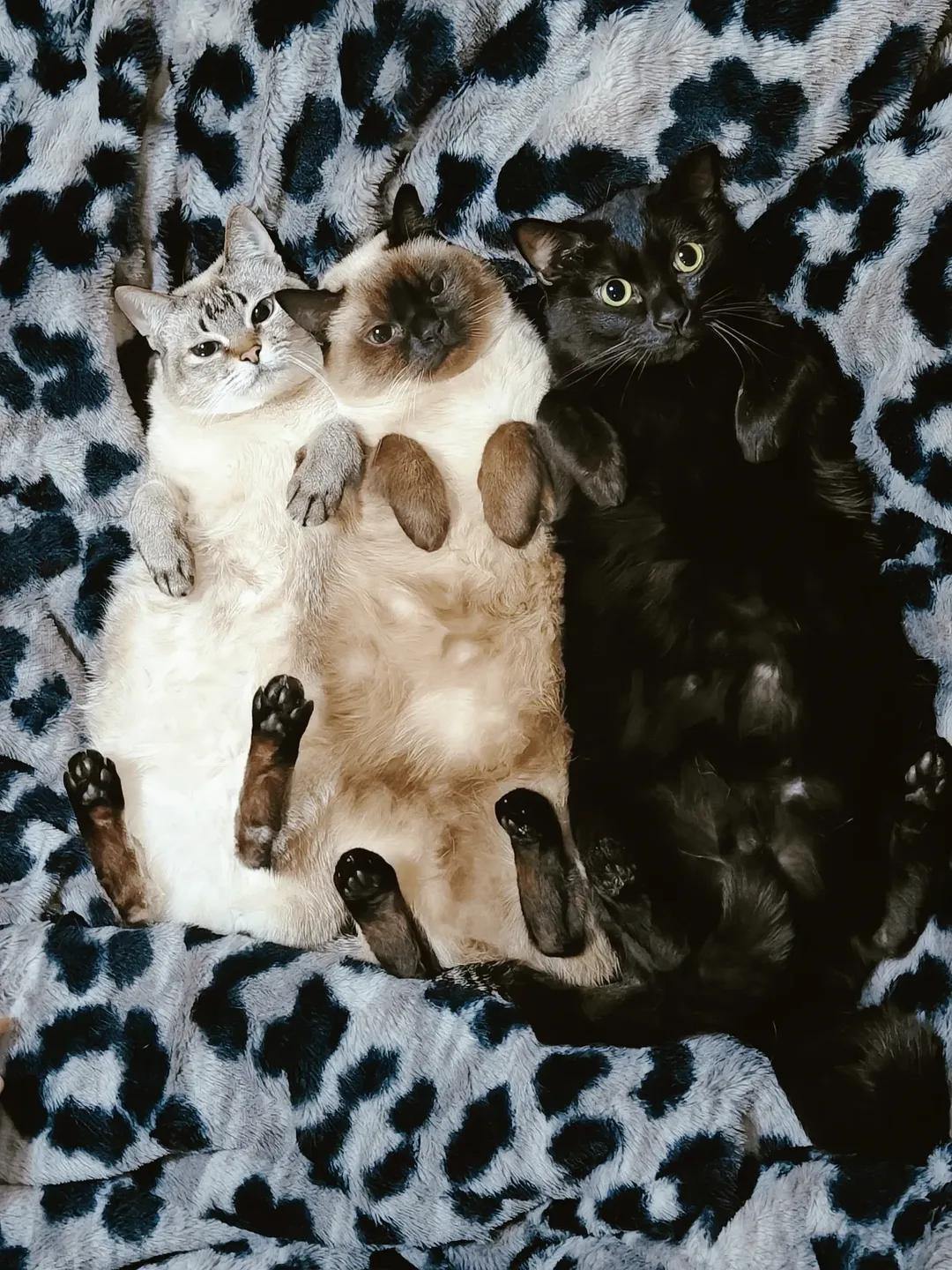 노릇노릇노릇 고냐니 | 인스티즈