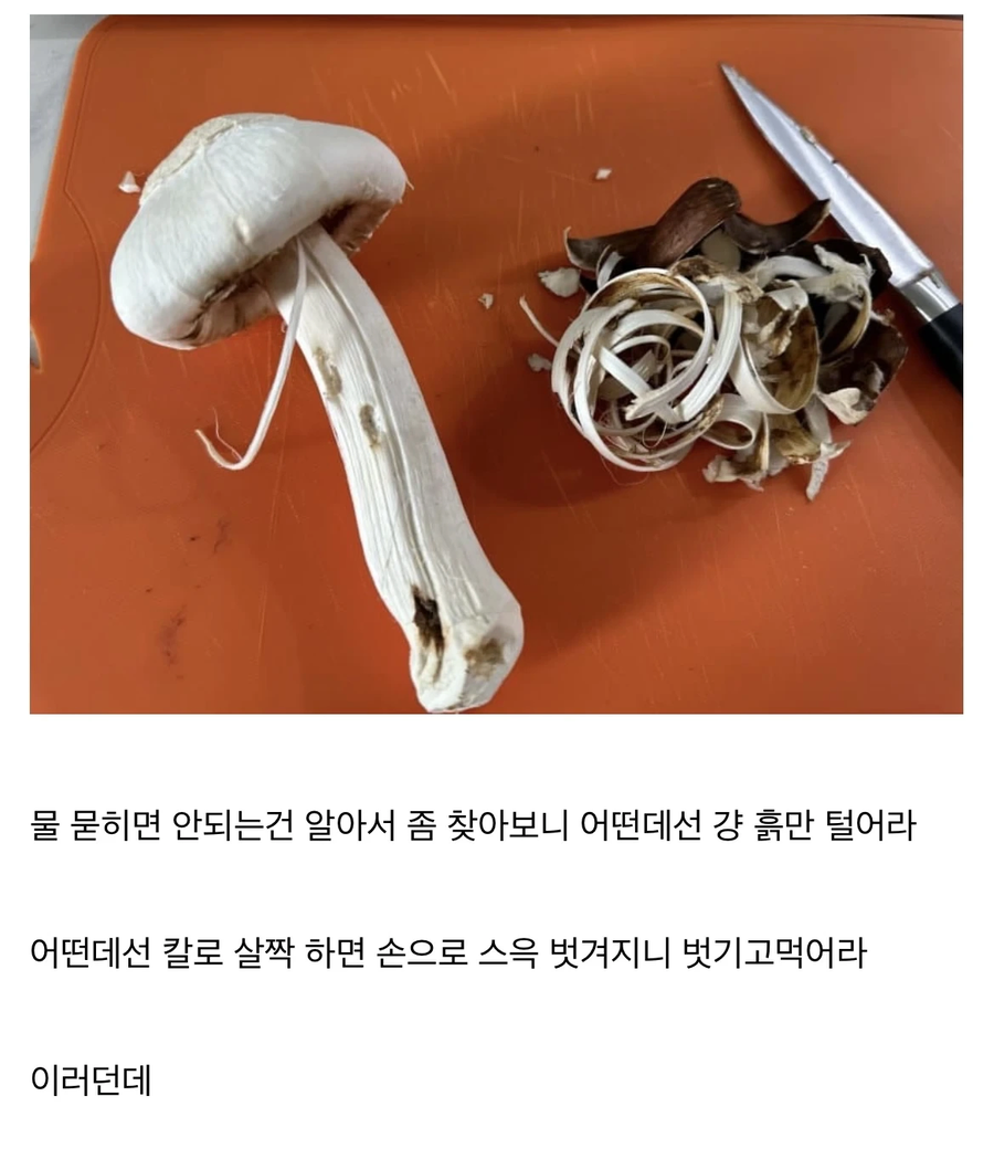 송이버섯 깨끗하게 손질한 사람 | 인스티즈