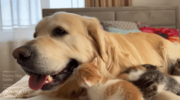 댕댕이에게 빠져버린 아깽이.gif | 인스티즈