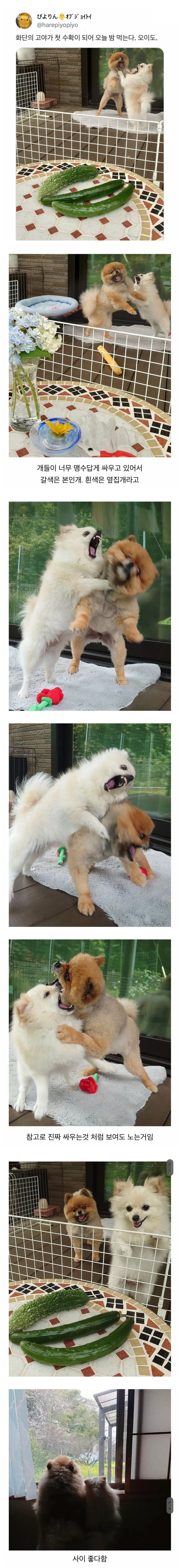 오이를 찍었을 뿐인데 화제가 된 사진.jpg | 인스티즈