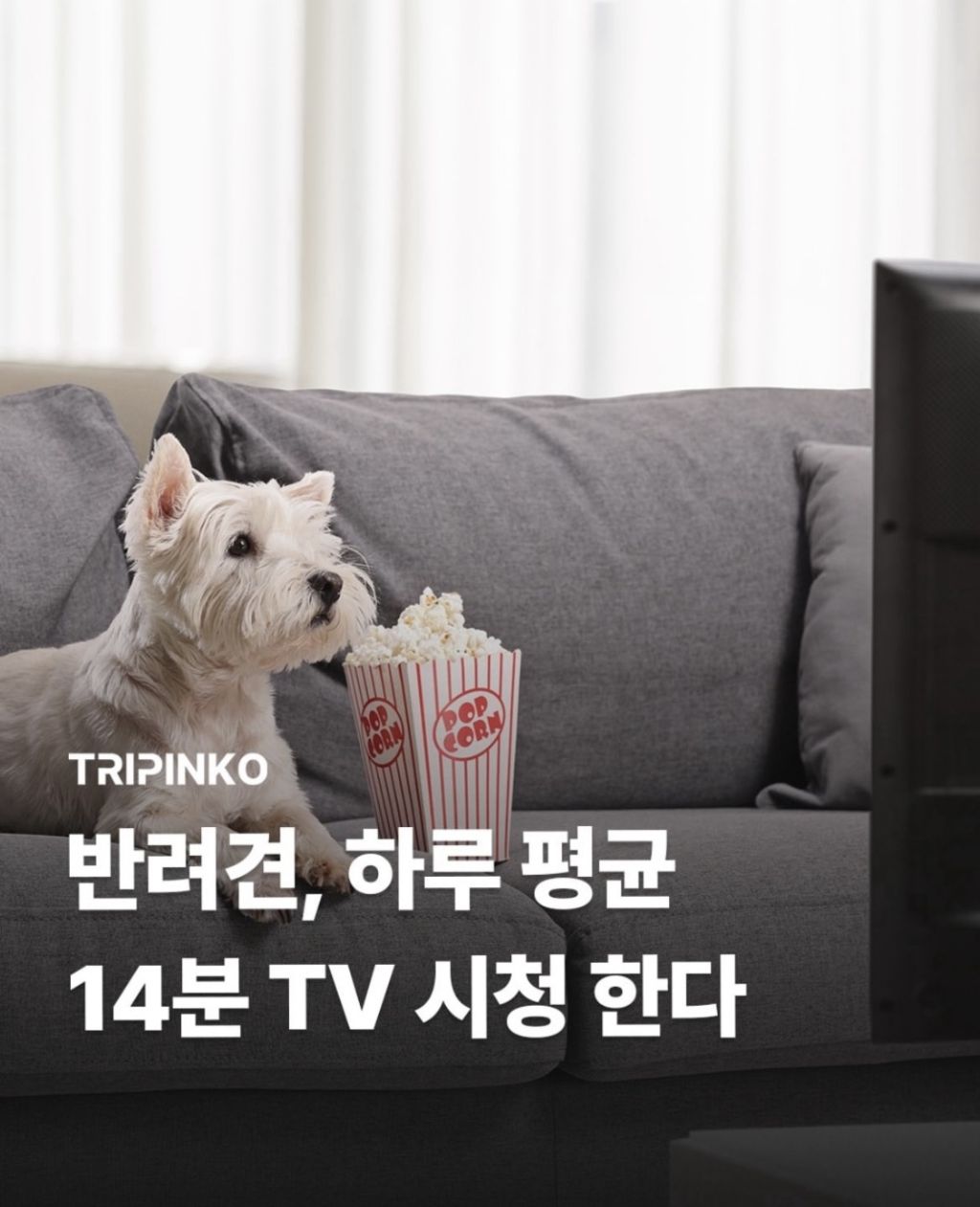 반려견, 하루 14분 TV시청한다 | 인스티즈