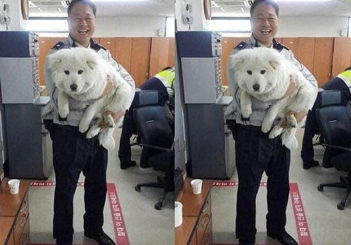 순찰중 발견한 유기견의 근황 | 인스티즈