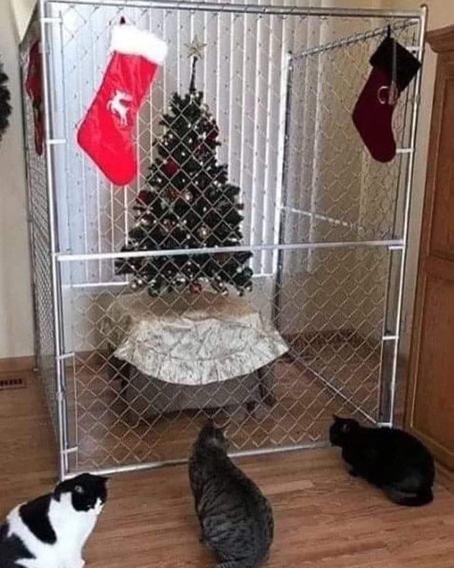 세트리다 이미지