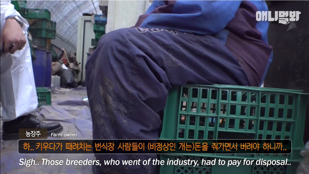 개농장에 품종견들이 많은 이유 | 인스티즈