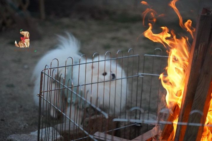 강아지 유치원의 수학여행 | 인스티즈