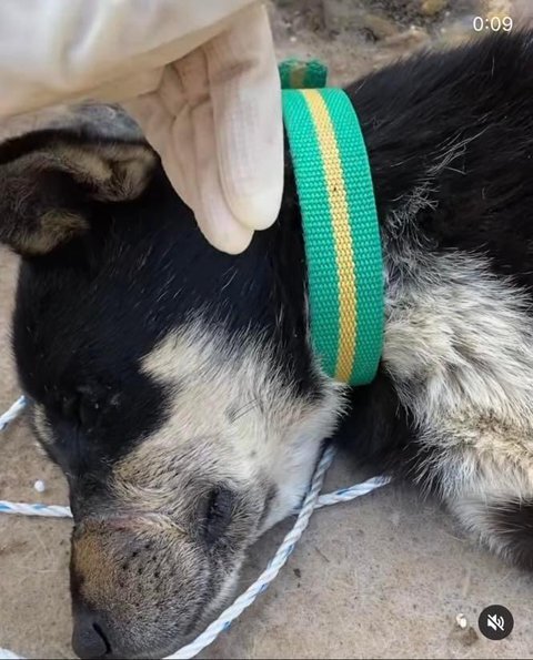 유채밭에 버려진 강아지 | 인스티즈