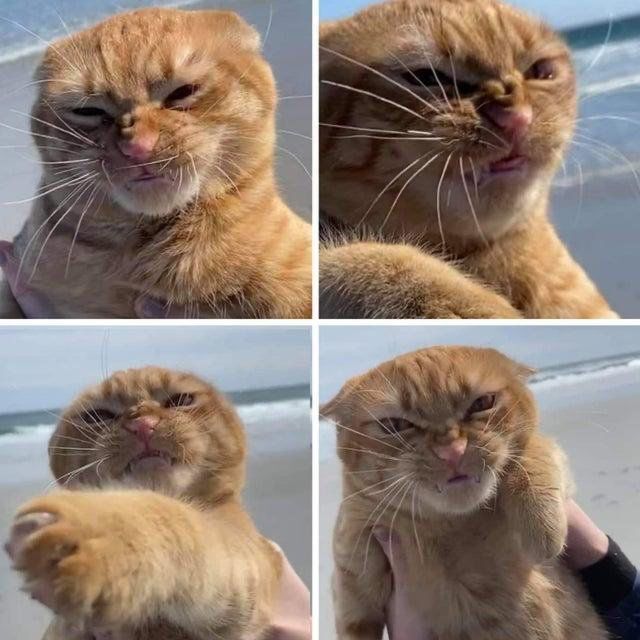 대극노 고양이 | 인스티즈