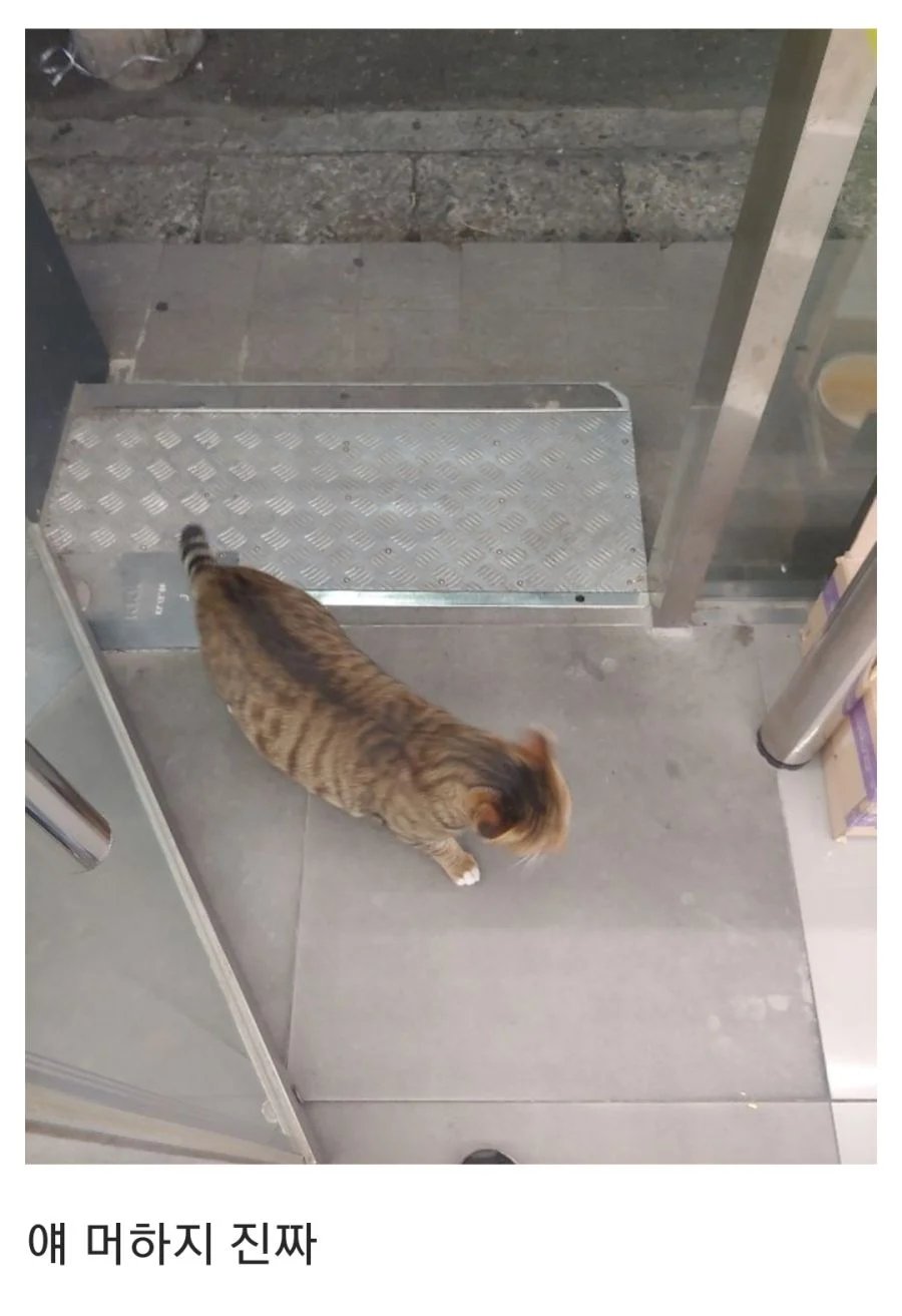 알바하는데 찾아온 집고양이 | 인스티즈