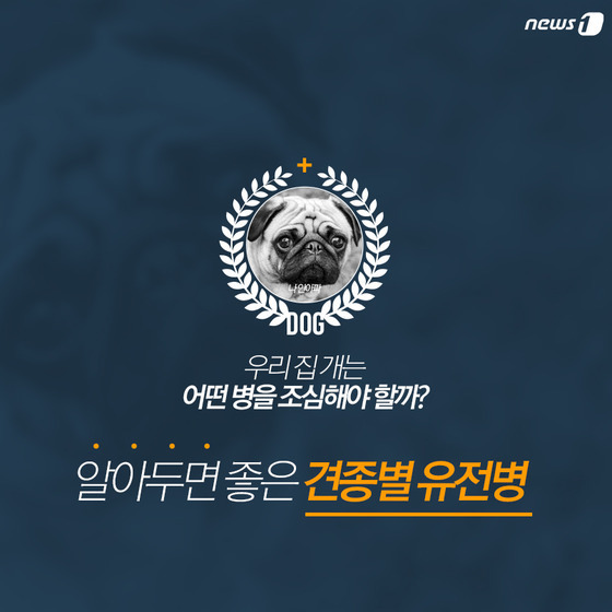 품종묘 보다 품종견에 관대한 사람들.jpg | 인스티즈