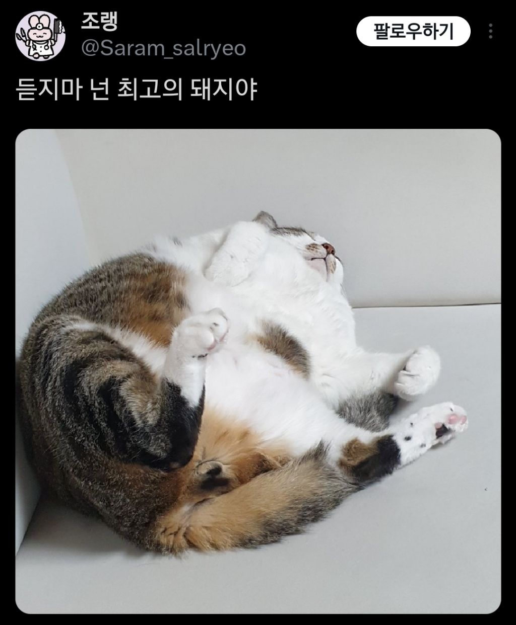 고양이는 원래 마른 종이 맞는데 인간들이랑 같이 살면서 | 인스티즈