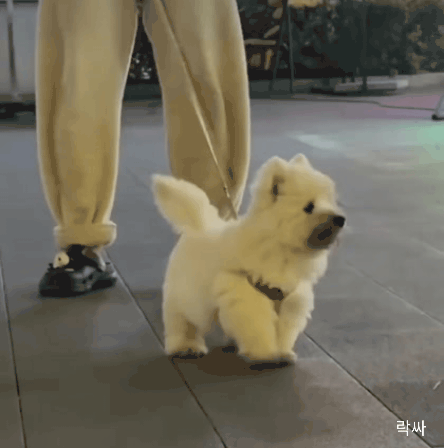 군고구마 먹은 멍뭉이 | 인스티즈