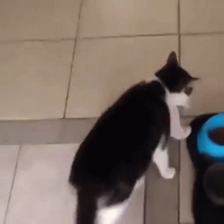 식사에 친구를 초대한 냥이.gif | 인스티즈