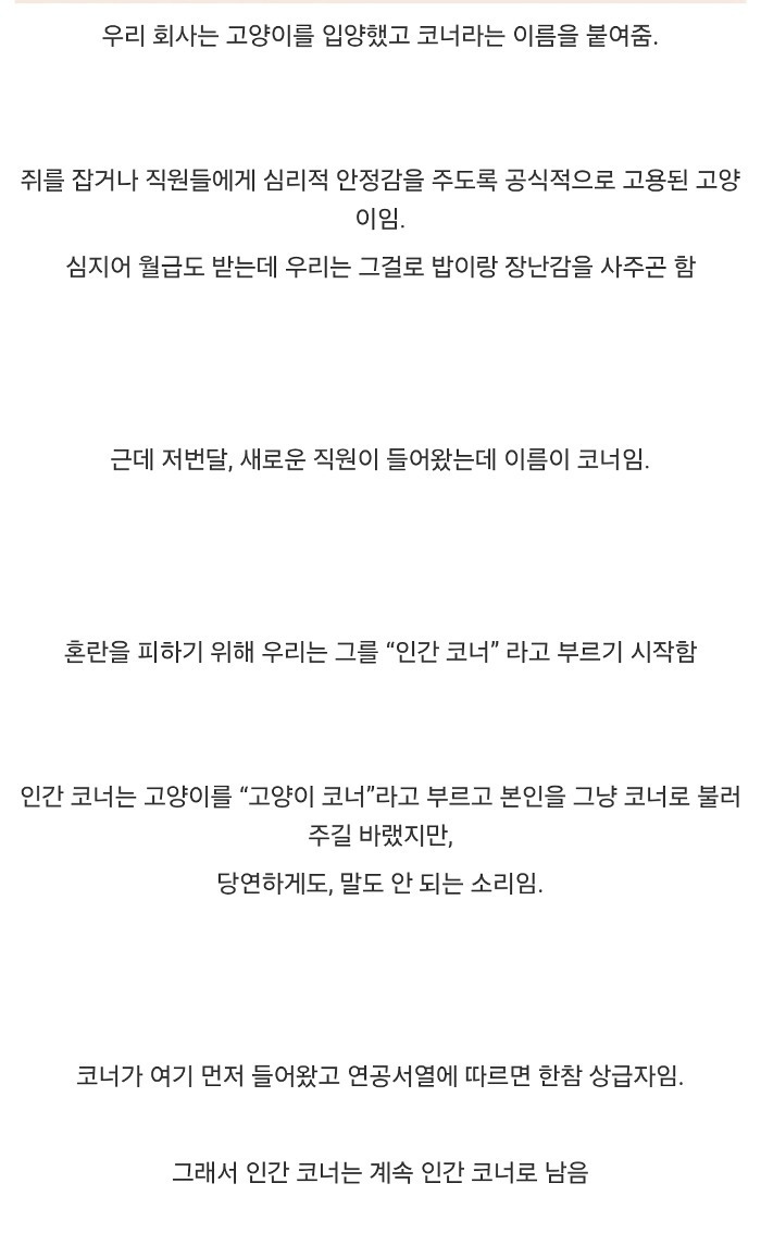 우리 사무실에 코너란 고양이 직원이 입사했음 | 인스티즈